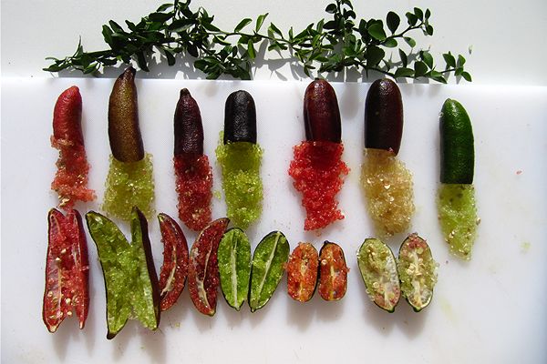 finger lime 1
